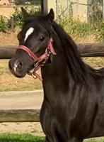 Stalling eigen beheer gezocht, Dieren en Toebehoren, Weidegang, 4 paarden of pony's of meer