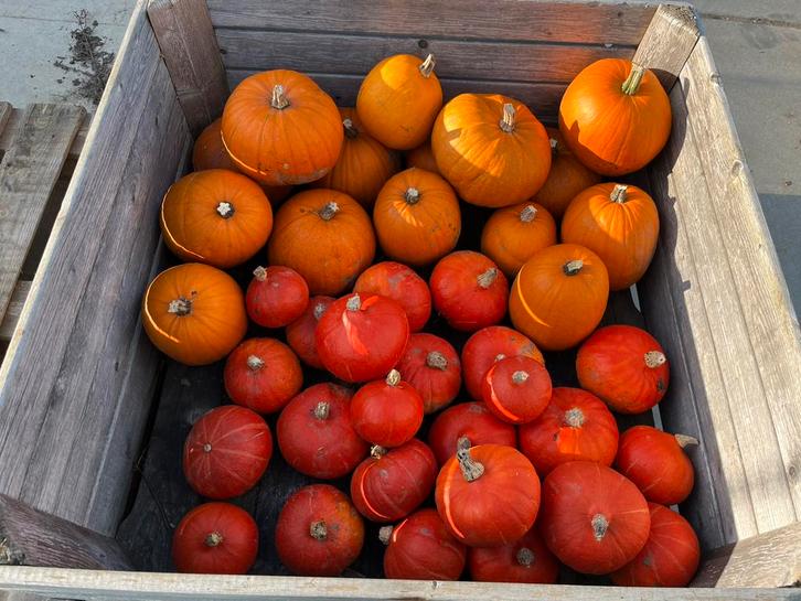 Verse Pompoenen & Kalebassen - Herfstdecoratie, Tuin en Terras, Tuinwanddecoratie, Ophalen
