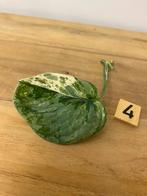 Scindapsus Baharok Stek #4, Huis en Inrichting, Kamerplanten, Ophalen of Verzenden, Halfschaduw, Minder dan 100 cm