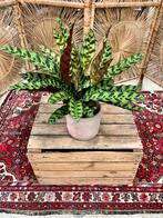 Goeppertia Insignes, Ophalen, Overige soorten, Minder dan 100 cm