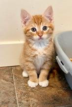 Zeer sociale rode katertjes, 8,5 weken oud, Kater