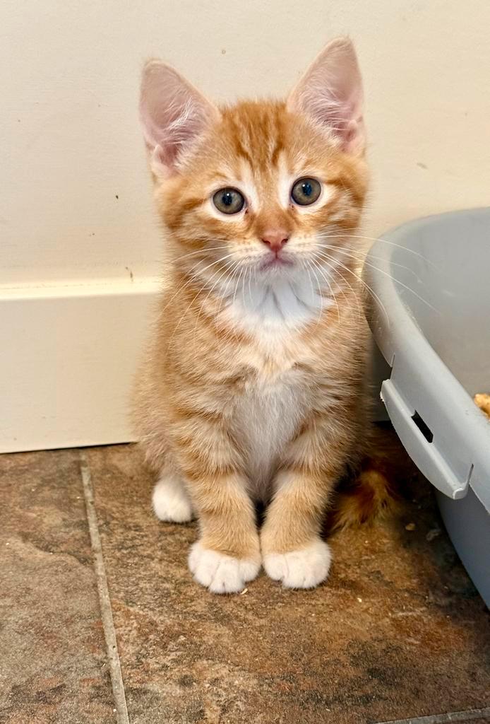 Zeer sociale rode katertjes, 8,5 weken oud, Dieren en Toebehoren, Katten en Kittens | Overige Katten, Kater
