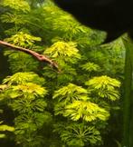 20 stekjes aquariumplanten 5€ !!, Dieren en Toebehoren, Vissen | Aquaria en Toebehoren, Ophalen, Nieuw, Plant(en), Steen of Hout