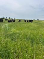 Black Angus pinken, Vrouwelijk