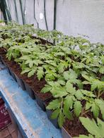 Tomaten planten, Zomer, Ophalen, Groenteplanten, Eenjarig