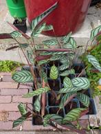 Calathea Compact Star, Ophalen of Verzenden, Overige soorten, Minder dan 100 cm