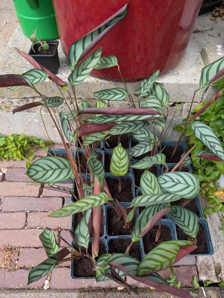 Calathea Compact Star, Huis en Inrichting, Kamerplanten, Overige soorten, Minder dan 100 cm, Ophalen of Verzenden