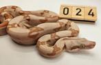 boa imperator, Slang, 0 tot 2 jaar