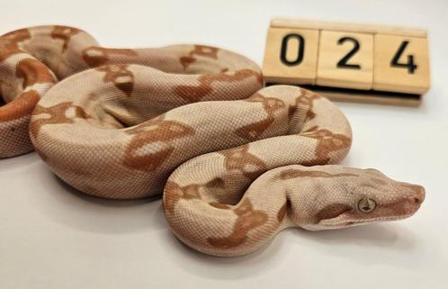 boa imperator, Dieren en Toebehoren, Reptielen en Amfibieën, Slang, 0 tot 2 jaar