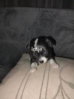 3 prachtige chihuahua pups geboren op 25-12-2025, 8 tot 15 weken, Meerdere, Meerdere dieren, Chihuahua