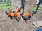 Jonge hennen en hanen te koop, Dieren en Toebehoren, Pluimvee, Meerdere dieren, Kip