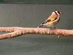 Majoor putters, Dieren en Toebehoren, Meerdere dieren, Wildzangvogel, Geringd