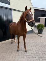 Leuke en brave C-pony – Allround, Merrie, Springpaard, Minder dan 160 cm, M