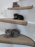 Kittens grijs half Ragdoll, Meerdere dieren, Gechipt, 0 tot 2 jaar