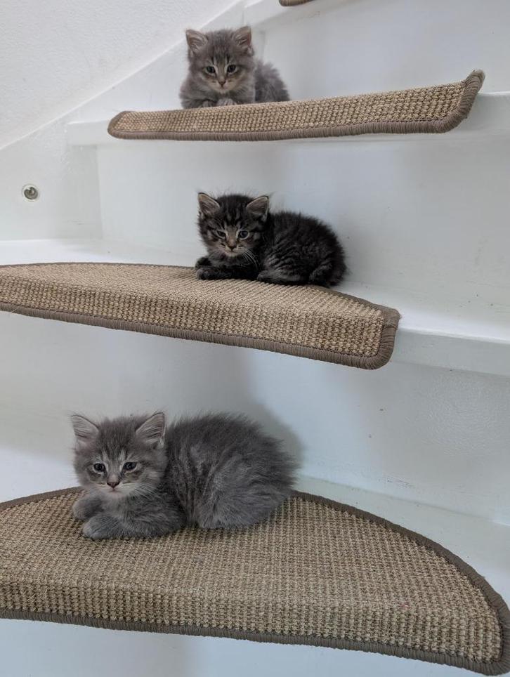 Kittens grijs half Ragdoll, Dieren en Toebehoren, Katten en Kittens | Raskatten | Langhaar, Meerdere dieren, 0 tot 2 jaar, Gechipt