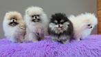 Lieve speelse pomeriaan pomeranian  bearface pup, Dieren en Toebehoren, België, Particulier, 15 weken tot 1 jaar, Teef