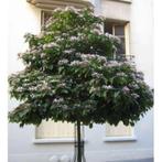 Pindakaasboom Kansenboom Clerodendrum trichotomum, Ophalen, Zomer, Volle zon, 250 tot 400 cm
