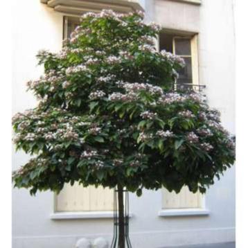 Pindakaasboom Kansenboom Clerodendrum trichotomum beschikbaar voor biedingen