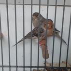 Kanaries, Dieren en Toebehoren, Vogels | Kanaries, Meerdere dieren, Kleurkanarie