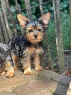 Yorkshire Terrier pups | Teefjes, Dieren en Toebehoren, Honden | Jack Russells en Terriërs, Yorkshire Terriër, Nederland, CDV (hondenziekte)