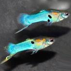 Endler guppen en of Endler baby’s te koop!, Dieren en Toebehoren, Ophalen, Zo goed als nieuw, Gevuld zoetwateraquarium