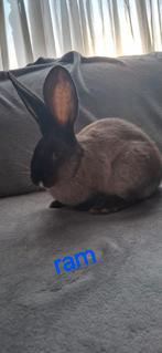 Duitse reuzen, Dieren en Toebehoren, Konijnen, Meerdere dieren, Groot