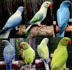 gezocht opaline - violet wkwst - violet glkgst halsbanden, Meerdere dieren, Parkiet