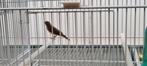 Edelzanger man + DNA, Mannelijk, Tropenvogel, Geringd