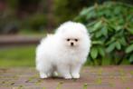 Pomeriaan | Pomeranian | Puppy | Reutje | Stamboom | Beertje, Dieren en Toebehoren, Reu, 8 tot 15 weken, Buitenland, Eén hond