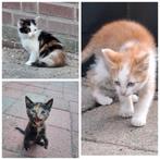 Boerderij kittens opgegroeid met kinderen, Meerdere dieren, Kortharig, 0 tot 2 jaar