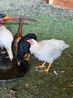 2 witte hanen van dit jaar, Dieren en Toebehoren, Pluimvee, Mannelijk, Kip