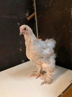 Mooie brahma isabel patijs haan, Dieren en Toebehoren, Mannelijk, Kip