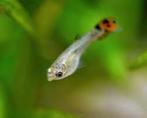 Mooie gezonde guppen te koop, Dieren en Toebehoren, Vissen | Aquariumvissen, Vis