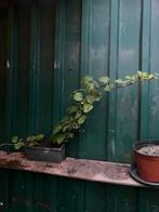 Hidrângea periolaris/ klimhortensia, Ophalen, Minder dan 100 cm