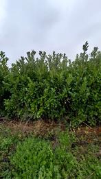 laurier rotundifolia 300cm hoog voor € 50.00, Ophalen of Verzenden, Laurier, 100 tot 250 cm