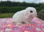 Raszuivere minilop konijntjes, Dieren en Toebehoren, Konijnen, Meerdere dieren, Dwerg