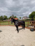 Fokmerrie Charmeur x Jazz, Dieren en Toebehoren, Paarden, Merrie