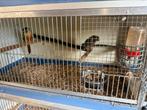 Diverse koppels pyrrurha bewezen allemaal wegens stoppen, Meerdere dieren, Parkiet