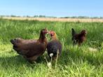 Jonge tamme Welsumer kriel kippen gesekst en ingeënt, Dieren en Toebehoren, Pluimvee, Vrouwelijk, Kip