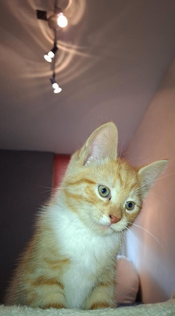 Mooie lieve speelse rode kitten van 8 1/2 weken, Dieren en Toebehoren, Katten en Kittens | Raskatten | Korthaar, Kater, Ontwormd