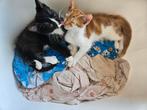 1 rood met witte kater beschikbaar., Dieren en Toebehoren, Kater