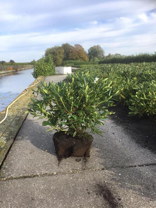 Rhododendron in diverse soorten en maten, Tuin en Terras, Planten | Tuinplanten, Vaste plant, Overige soorten, Halfschaduw, Zomer