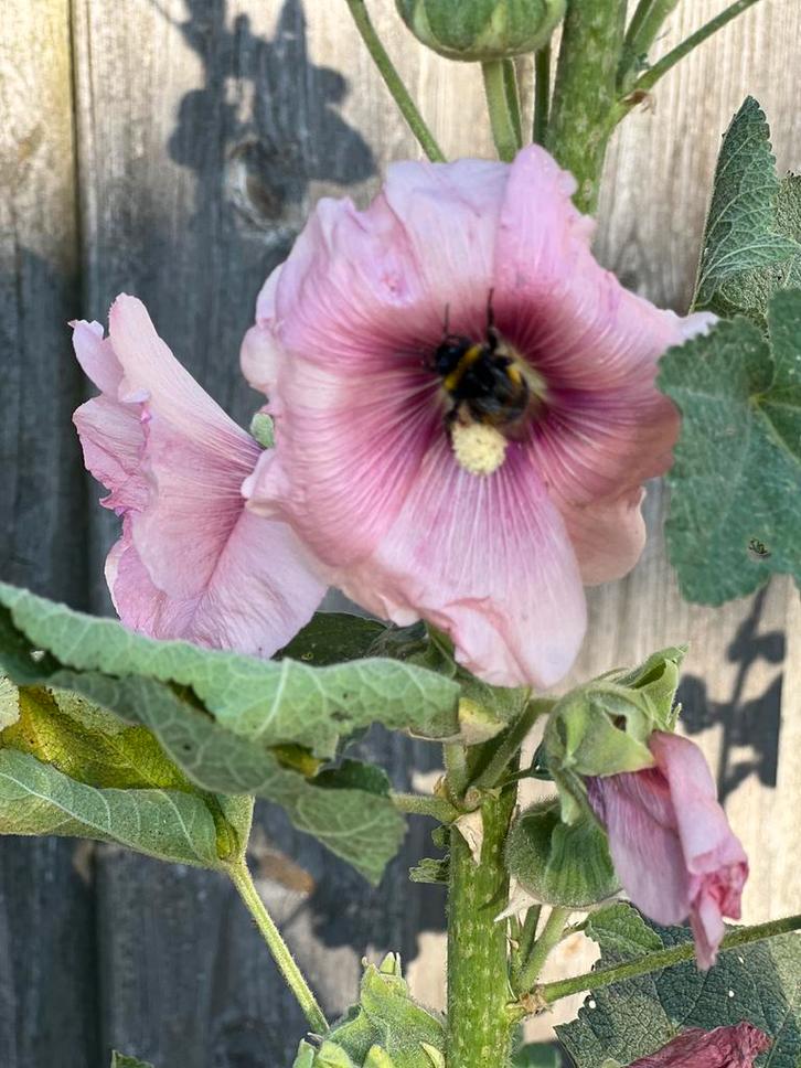 Stokroos zaad, Tuin en Terras, Bloembollen en Zaden, Zaad, Voorjaar, Volle zon, Ophalen of Verzenden