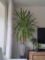 Yucca, Ophalen, Halfschaduw, In pot, Yucca