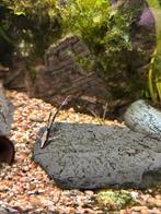 sturisoma aureum, Dieren en Toebehoren, Vissen | Aquariumvissen, Vis, Zoetwatervis, Schoolvis