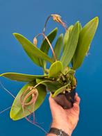 Orchidee Bulbophyllum Elizabeth Ann p12 (5)