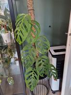 Monstera Esqueleto, Ophalen, Overige soorten, Minder dan 100 cm