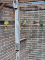 Turquisines wildkleur, Dieren en Toebehoren, Vogels | Parkieten en Papegaaien, Meerdere dieren, Parkiet
