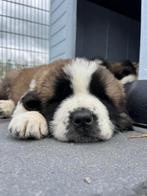 Pups Moskow watchdog, Dieren en Toebehoren, CDV (hondenziekte), Particulier, Meerdere, 8 tot 15 weken