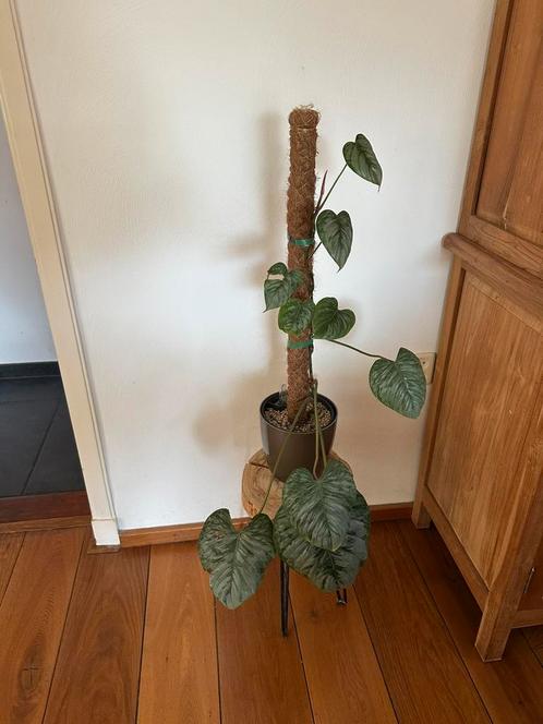 Philodendron Sodiroi, Huis en Inrichting, Kamerplanten, Overige soorten, Minder dan 100 cm, Ophalen of Verzenden